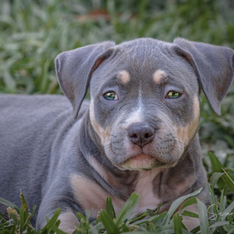 American Bullies